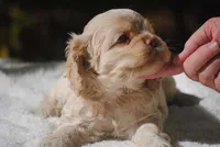 buff3fem, a female Cocker Spaniel for sale in Oakland, OR – 8 of 10