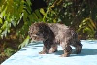 buff1male, a male Cocker Spaniel for sale in Oakland, OR – 5 of 10