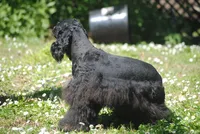 mrmr, a male Cocker Spaniel for sale in Oakland, OR – 5 of 10