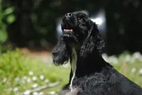 mrmr, a male Cocker Spaniel for sale in Oakland, OR – 9 of 10