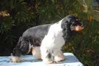 prince1male, a male Cocker Spaniel for sale in Oakland, OR – 8 of 9