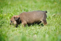 sable male "remi", a female French Bulldog for sale in Oakland, OR – 9 of 9