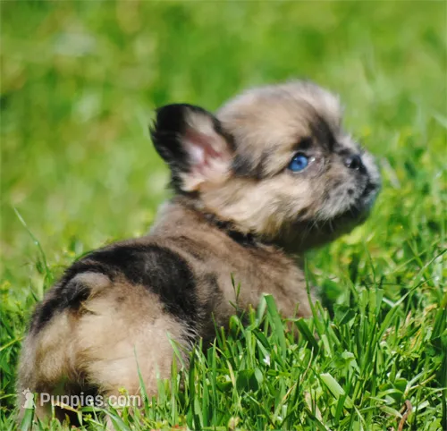 merlefem "Daisey" – French Bulldog puppy for sale in Oakland, OR