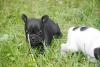 black fem "grace", a female French Bulldog for sale in Oakland, OR – 5 of 10