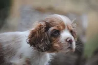 merlin boy, a male Cocker Spaniel for sale in Oakland, OR – 9 of 10