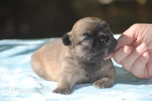 blue2male – French Bulldog puppy for sale in Oakland, OR