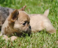 fawn merle fem "trixie", a female French Bulldog for sale in Oakland, OR – 10 of 10