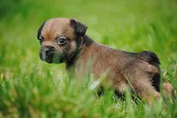 sable male "remi", a female French Bulldog for sale in Oakland, OR – 6 of 9