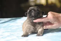 blue2male, a male French Bulldog for sale in Oakland, OR – 2 of 8