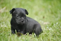 black male "buck", a male French Bulldog for sale in Oakland, OR – 3 of 6