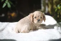 buff2fem, a female Cocker Spaniel for sale in Oakland, OR – 3 of 10