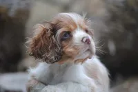 merlin boy, a male Cocker Spaniel for sale in Oakland, OR – 6 of 10