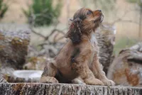 merlin sable girl, a female Cocker Spaniel for sale in Oakland, OR – 9 of 10
