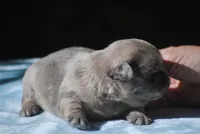 blue3male, a male French Bulldog for sale in Oakland, OR – 8 of 8
