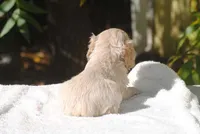 buff2fem, a female Cocker Spaniel for sale in Oakland, OR – 7 of 10