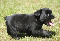 Black boy "charlie", a male French Bulldog for sale in Oakland, OR – 5 of 10