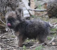 Blue and tan fem "lilly", a female French Bulldog for sale in Oakland, OR – 3 of 10