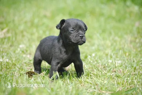 black male "buck" – French Bulldog puppy for sale in Oakland, OR