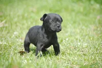 black male "buck", a male French Bulldog for sale in Oakland, OR – 1 of 6