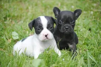 black fem "grace", a female French Bulldog for sale in Oakland, OR – 10 of 10