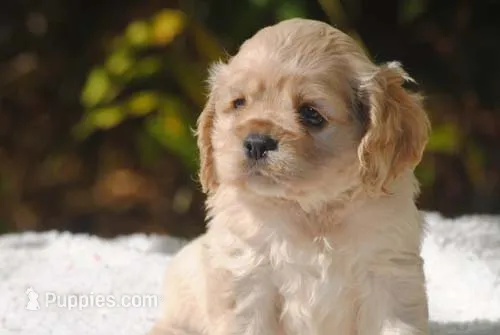 buff2fem – Cocker Spaniel puppy for sale in Oakland, OR