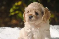 buff2fem, a female Cocker Spaniel for sale in Oakland, OR – 1 of 10