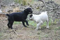 black male "buck", a male French Bulldog for sale in Oakland, OR – 8 of 10