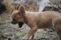 fawn merle fem "trixie", a female French Bulldog for sale in Oakland, OR – 9 of 10