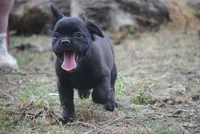 Black boy "charlie", a male French Bulldog for sale in Oakland, OR – 8 of 10