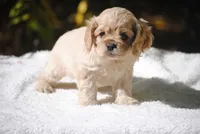 buff2fem, a female Cocker Spaniel for sale in Oakland, OR – 5 of 10