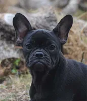 black fem "grace", a female French Bulldog for sale in Oakland, OR – 4 of 10