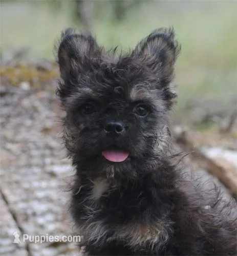 Black and tan boy "tater" – French Bulldog puppy for sale in Oakland, OR