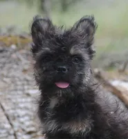 Black and tan boy "tater", a male French Bulldog for sale in Oakland, OR – 1 of 10