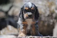 princeboy1, a male Cocker Spaniel for sale in Oakland, OR – 6 of 10
