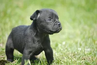 black male "buck", a male French Bulldog for sale in Oakland, OR – 2 of 6