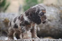 princess, a female Cocker Spaniel for sale in Oakland, OR – 8 of 10