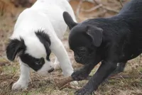 black male "buck", a male French Bulldog for sale in Oakland, OR – 7 of 10
