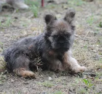 Blue and tan fem "lilly", a female French Bulldog for sale in Oakland, OR – 9 of 10