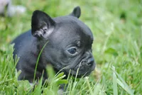 black fem "grace", a female French Bulldog for sale in Oakland, OR – 2 of 10
