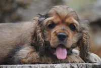 merlin sable girl, a female Cocker Spaniel for sale in Oakland, OR – 3 of 10