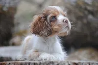 merlin boy, a male Cocker Spaniel for sale in Oakland, OR – 10 of 10