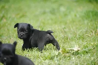 black male "buck", a male French Bulldog for sale in Oakland, OR – 5 of 6