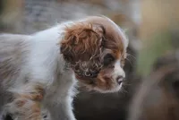 merlin boy, a male Cocker Spaniel for sale in Oakland, OR – 4 of 10