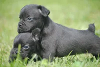 black male "buck", a male French Bulldog for sale in Oakland, OR – 6 of 6