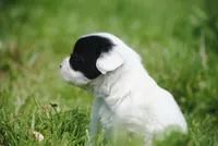 parti male "tipper", a male French Bulldog for sale in Oakland, OR – 10 of 10
