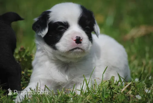 parti male "tipper" – French Bulldog puppy for sale in Oakland, OR
