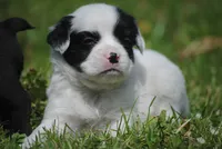 parti male "tipper", a male French Bulldog for sale in Oakland, OR – 1 of 10