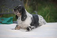 Tia, a female Cocker Spaniel for sale in Oakland, OR – 2 of 9