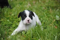 parti fem "missy", a female French Bulldog for sale in Oakland, OR – 4 of 10
