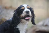 merlin parti girl, a female Cocker Spaniel for sale in Oakland, OR – 3 of 10